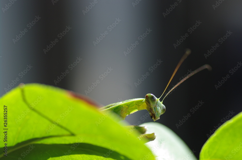 葉っぱの上のカマキリ 葉っぱの上のカマキリ