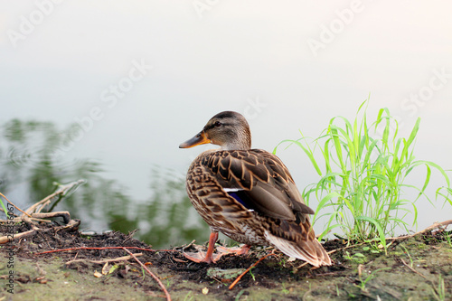 Slika na platnu duck.