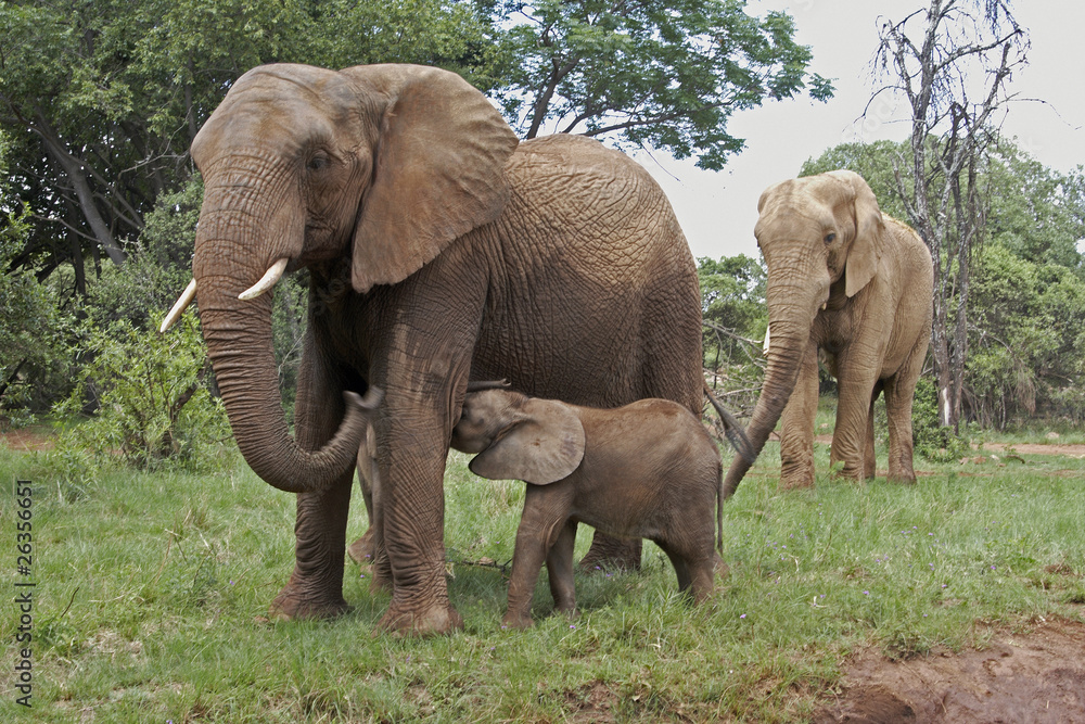 Elephants with calf