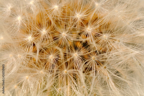 Pusteblume