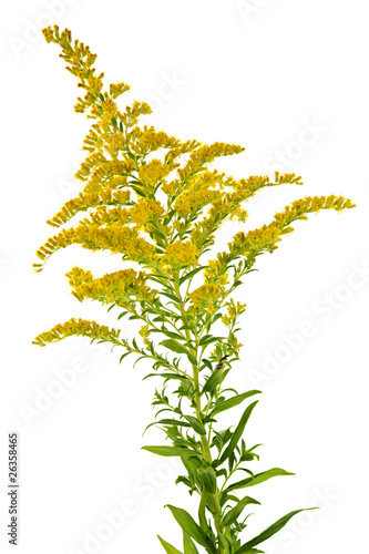 Canvas-taulu Goldenrod plant