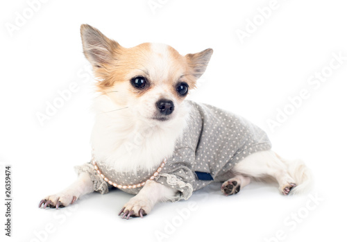 pretty Chihuahua dressed in fashionable dress