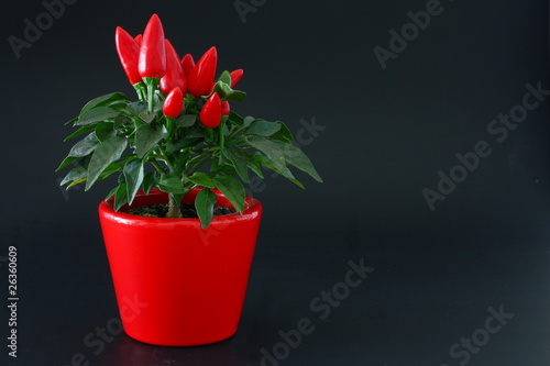 Zierpaprika