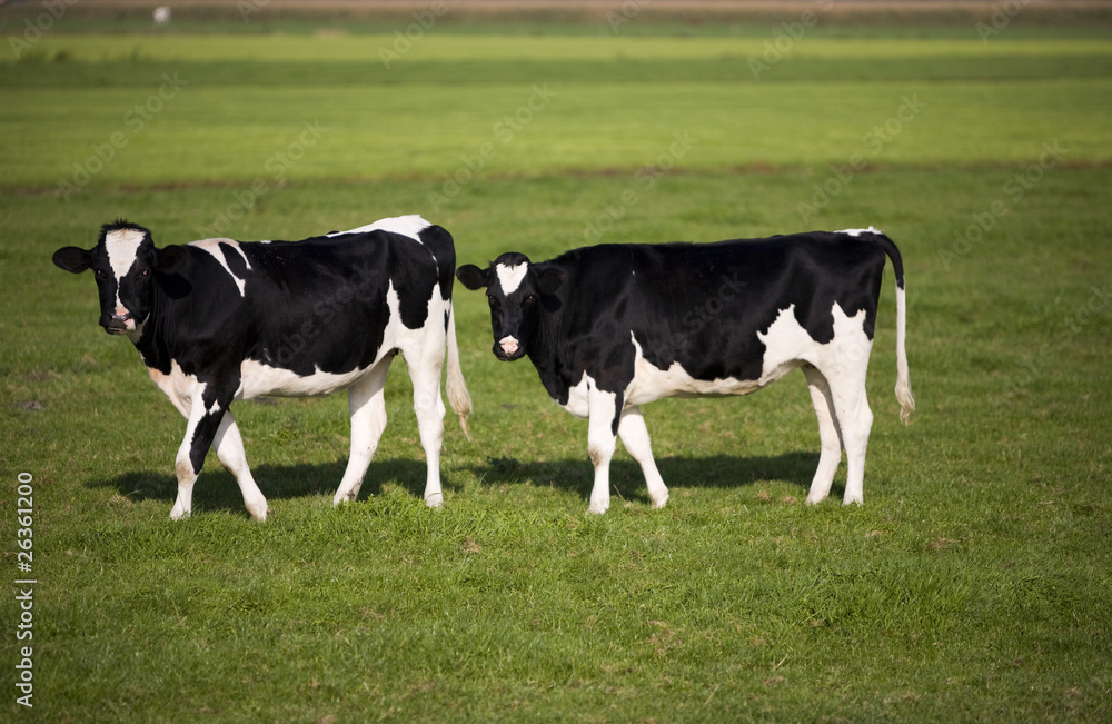 Dutch cows