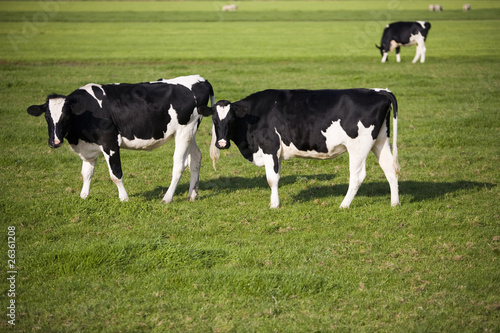 Dutch cows © erikdegraaf