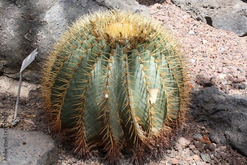 Kaktus ferocactus glaucescens auf Gran Canaria photo