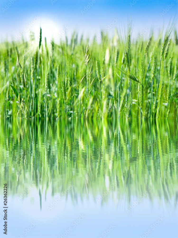 Obraz premium green field