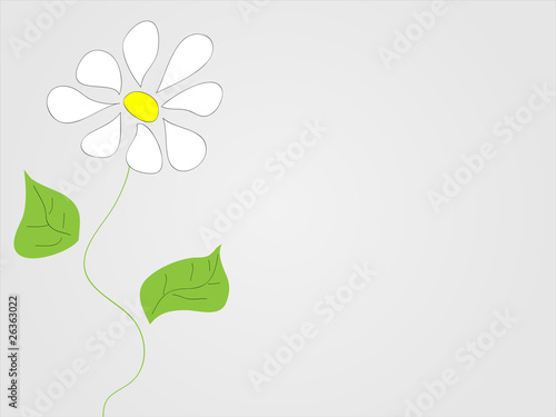 Background from a white flower