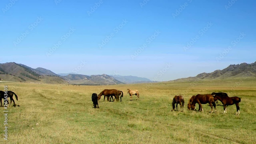 Herd of horses in the mountain valley Herd of horses in the mountain valley