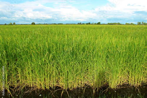 Young spike or ear of rice in rich jasmine rice field