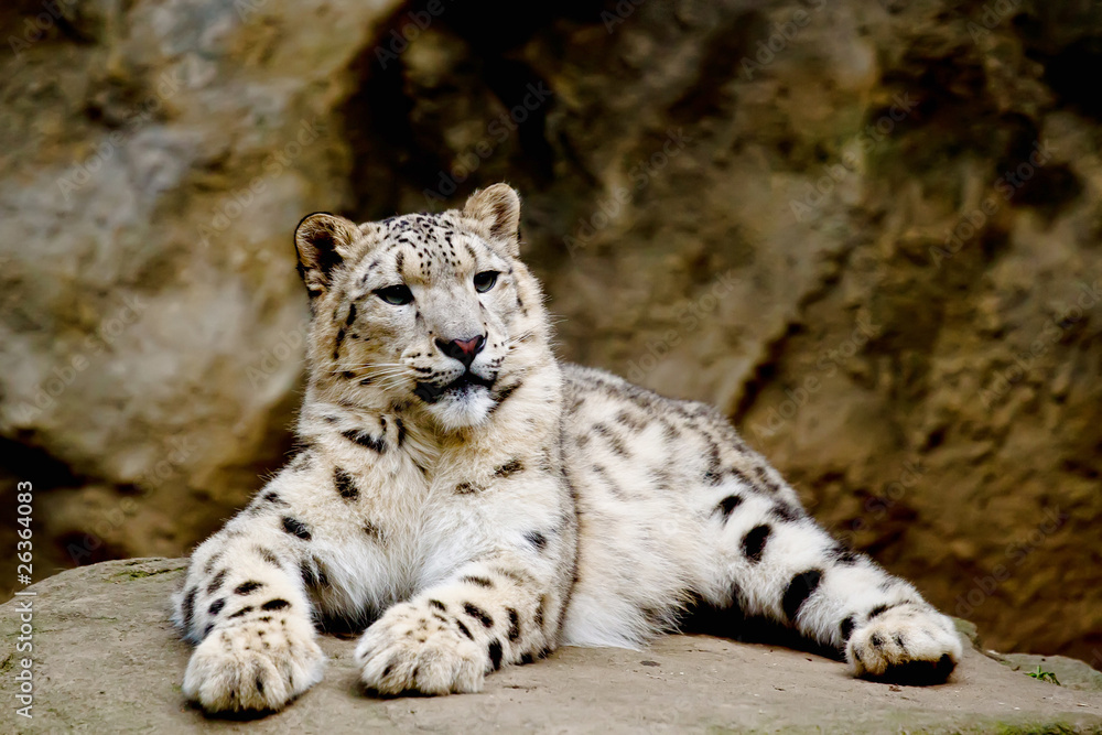 Snow Leopard Irbis (Panthera uncia) looking ahead Snow Leopard Irbis (Panthera uncia) looking ahead
