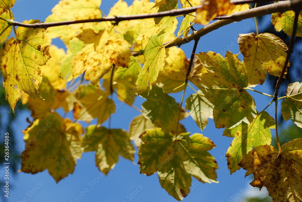 Herbstlaub Herbstlaub