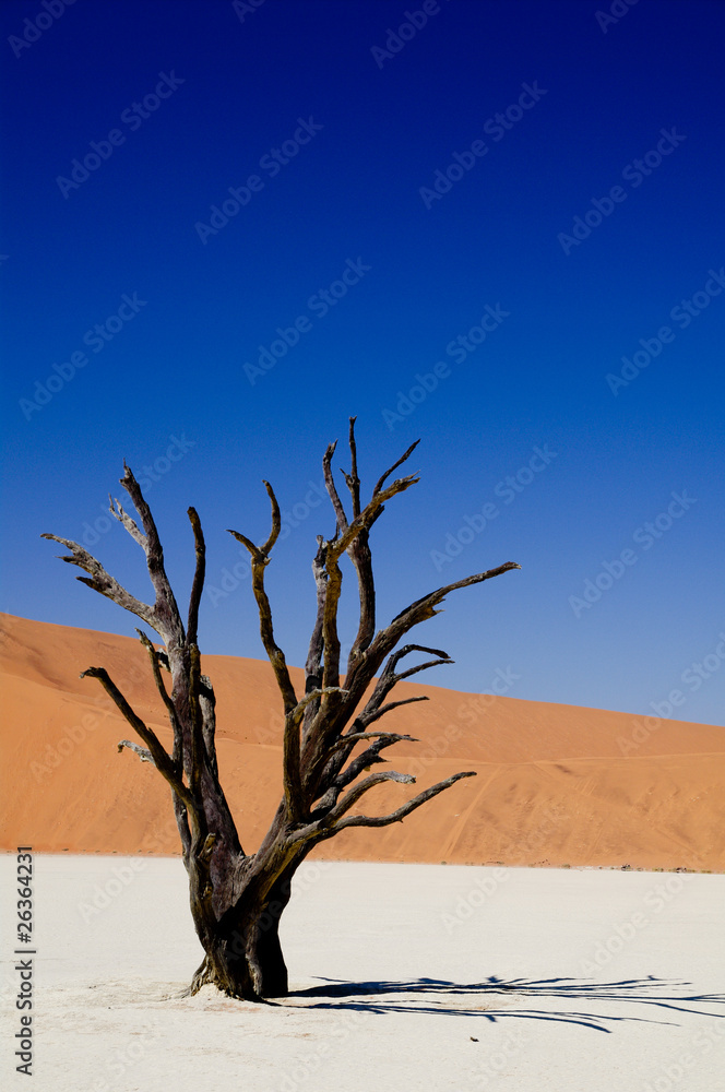 Dead vlei in namib desert in Namibia, dead trees (sossusvlei) Dead vlei in namib desert in Namibia, dead trees (sossusvlei)