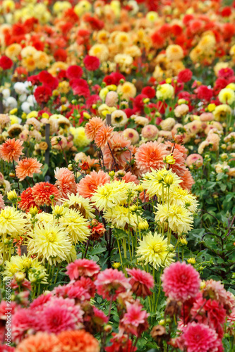 Closeup of colorful dahlias © Maksim Shebeko