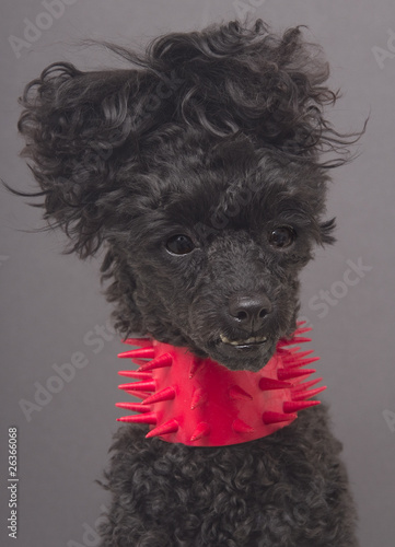 Spiky Poodle