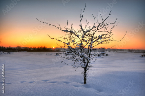 Beautiful winter sunset with a tree in the snow