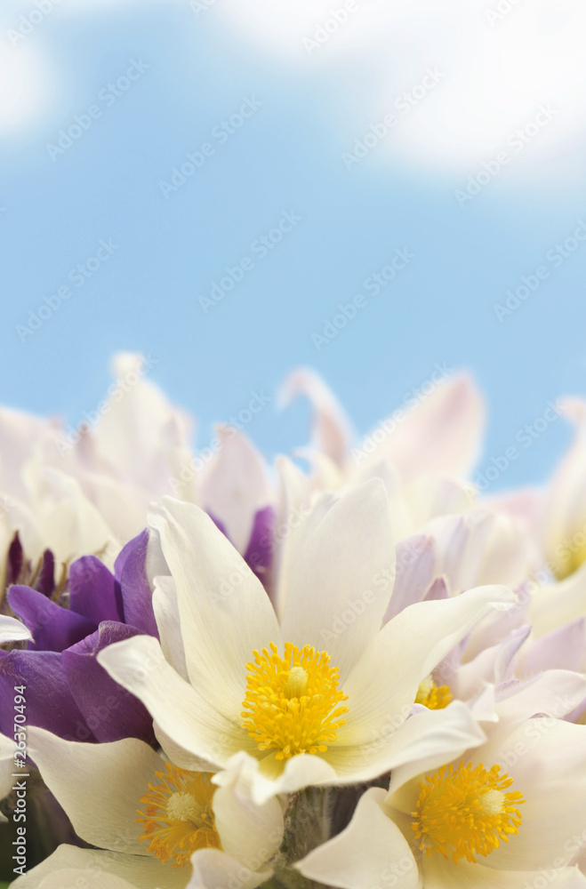 Fototapeta premium Bouquet of snowdrops