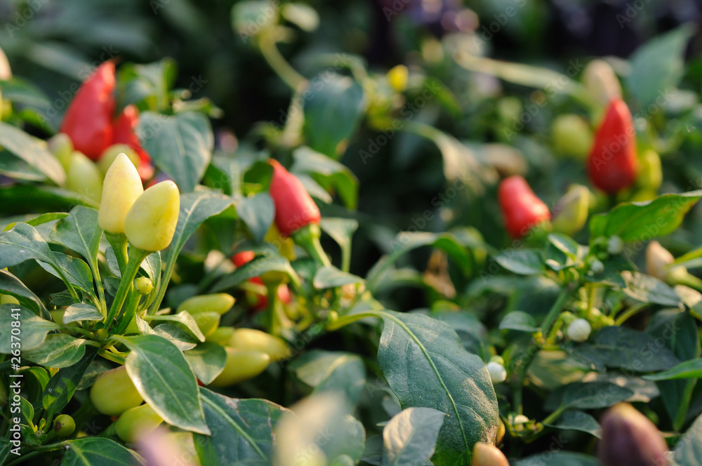 Chili pepper plant Chili pepper plant