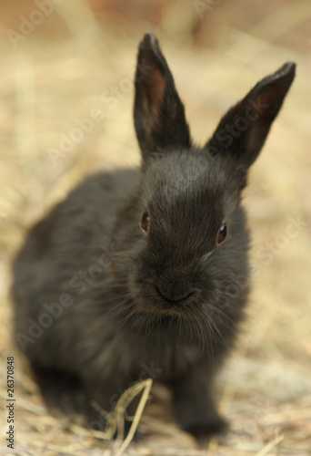 Rabbit on a hay