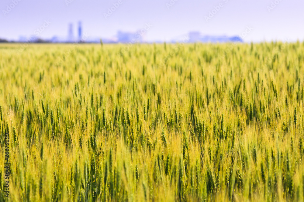 Young Green Wheat Field