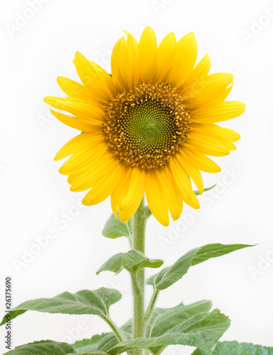 girasole