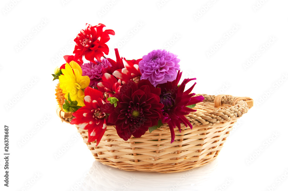 Obraz premium Dahlia flowers