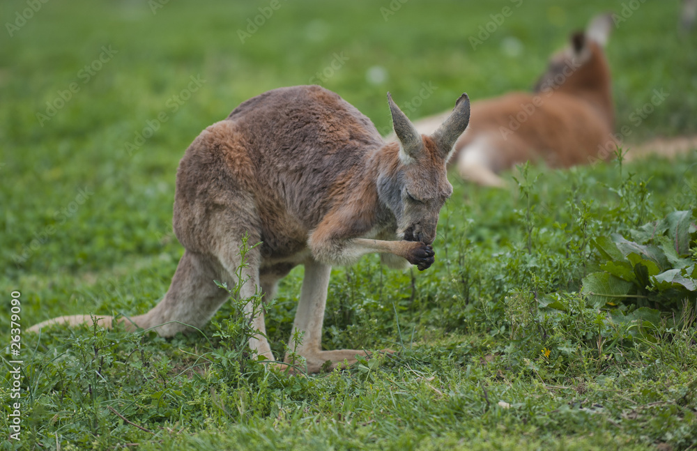 Kangaroo in the grass. Kangaroo in the grass.