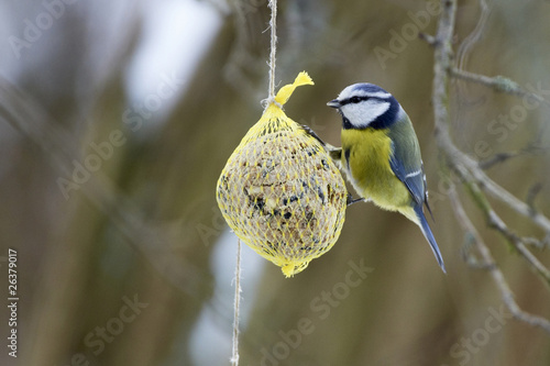 Blaumeise hängt an einem Meisenknödel