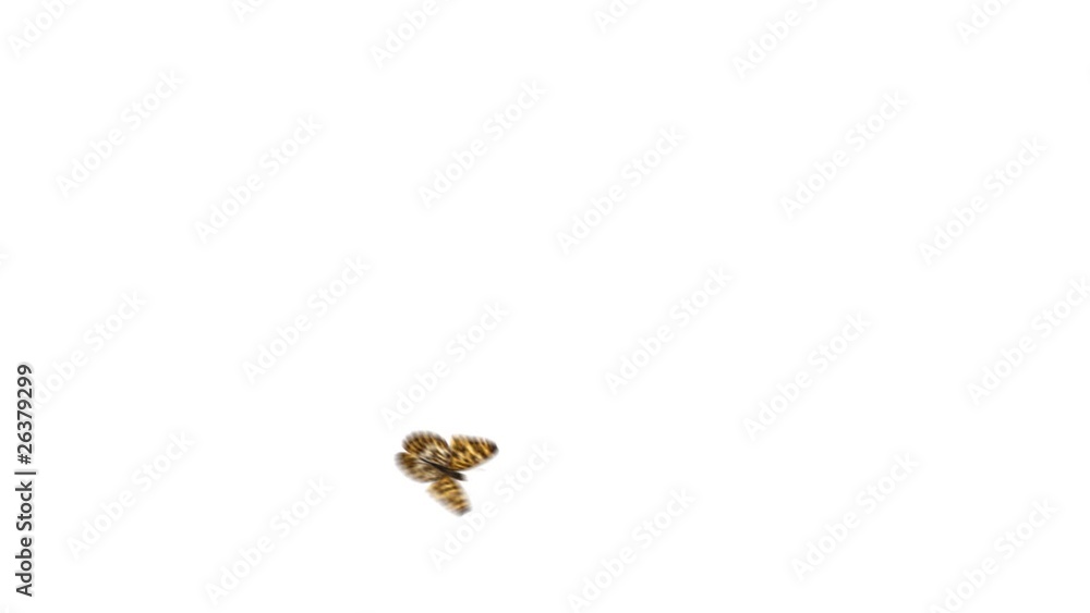 Butterfly flying around and landing. Alpha channel is included. Butterfly flying around and landing. Alpha channel is included.