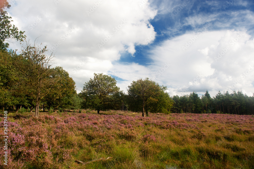 heather landscape