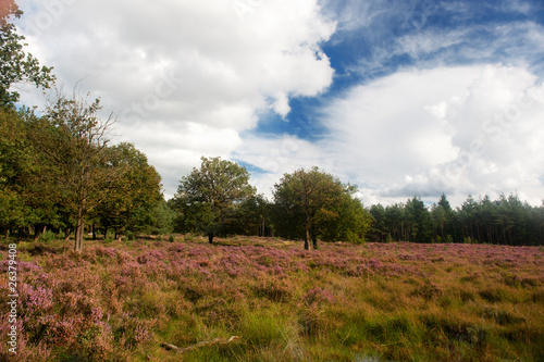 heather landscape