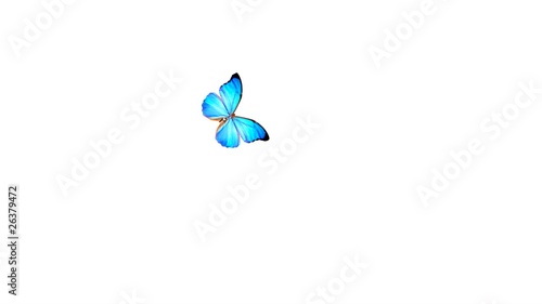 Fine butterfly flying around and landing. Includes Alpha.