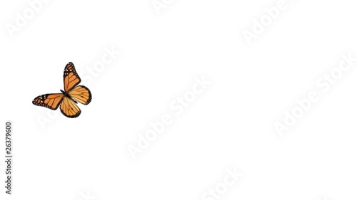 Butterfly flying and landing. Includes Alpha channel.