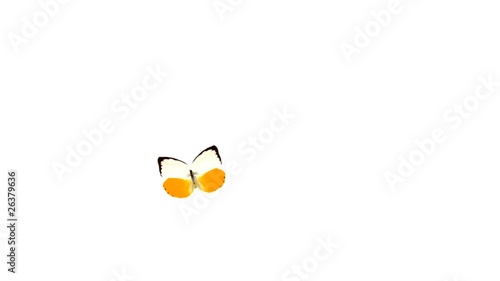 Butterfly flying around and landing. Includes Alpha channel.