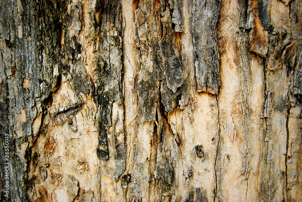 Obraz premium grunge wood tree texture