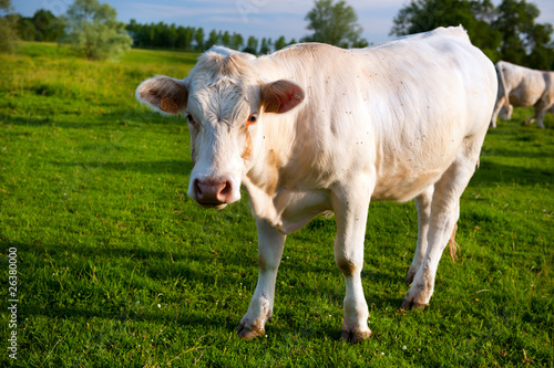 White cows in French Bourgogne