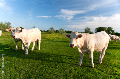 French cows © Ivonne Wierink