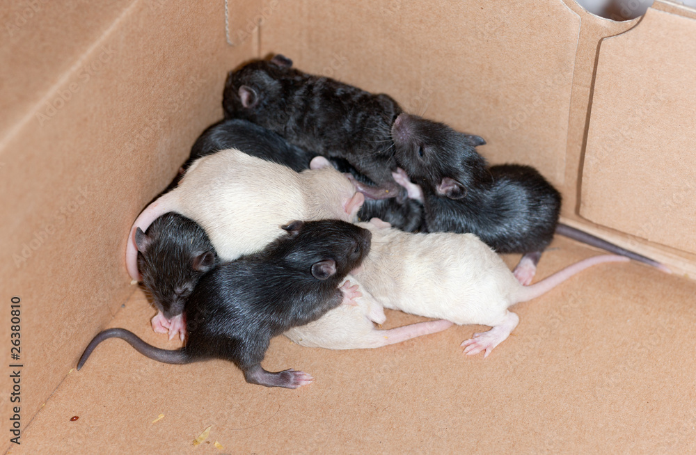 Many small rats