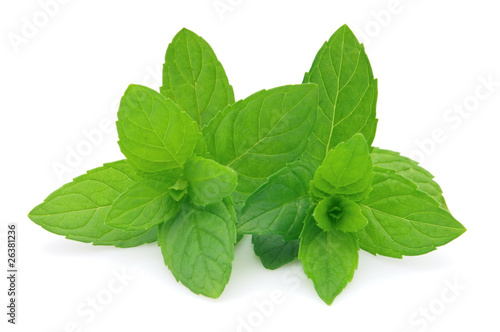 Spearmint