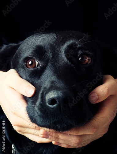 Handsome Labrador. man embracing his dog