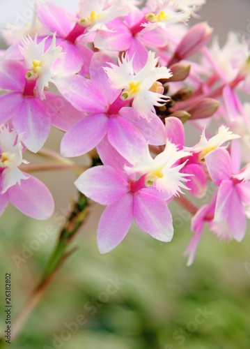   pidendrum orchid  e