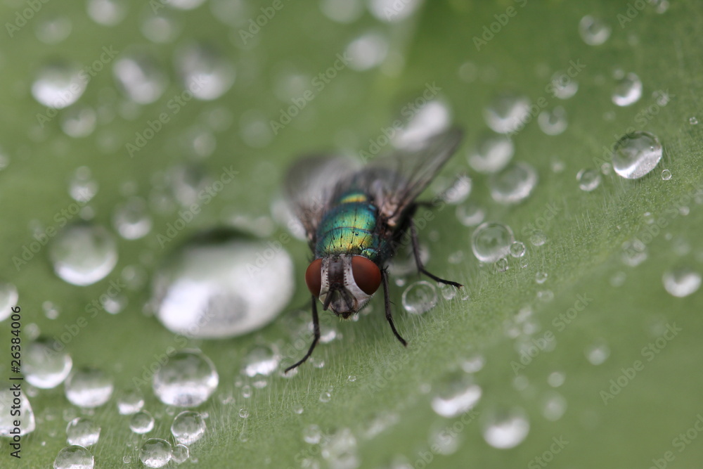 Naklejka premium Fliege auf Blatt