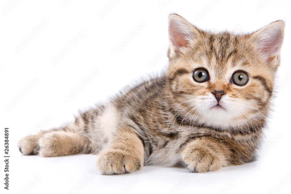 Fototapeta premium British kittens on white backgrounds
