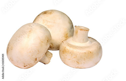 Three edible mushrooms