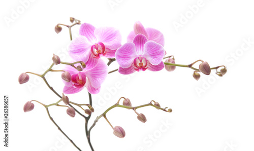 pink stripy phalaenopsis orchid isolated on white