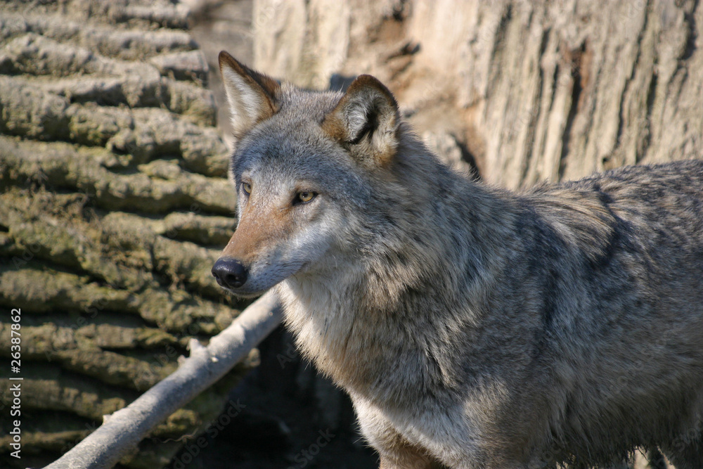 Fototapeta premium Wolf