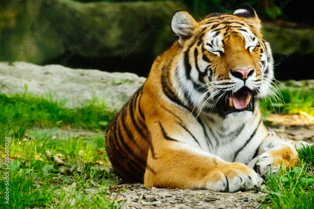 Fototapeta premium Tiger (Panthera tigris)