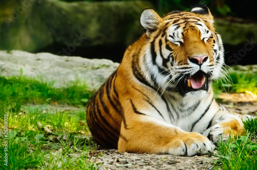 Tiger  Panthera tigris 