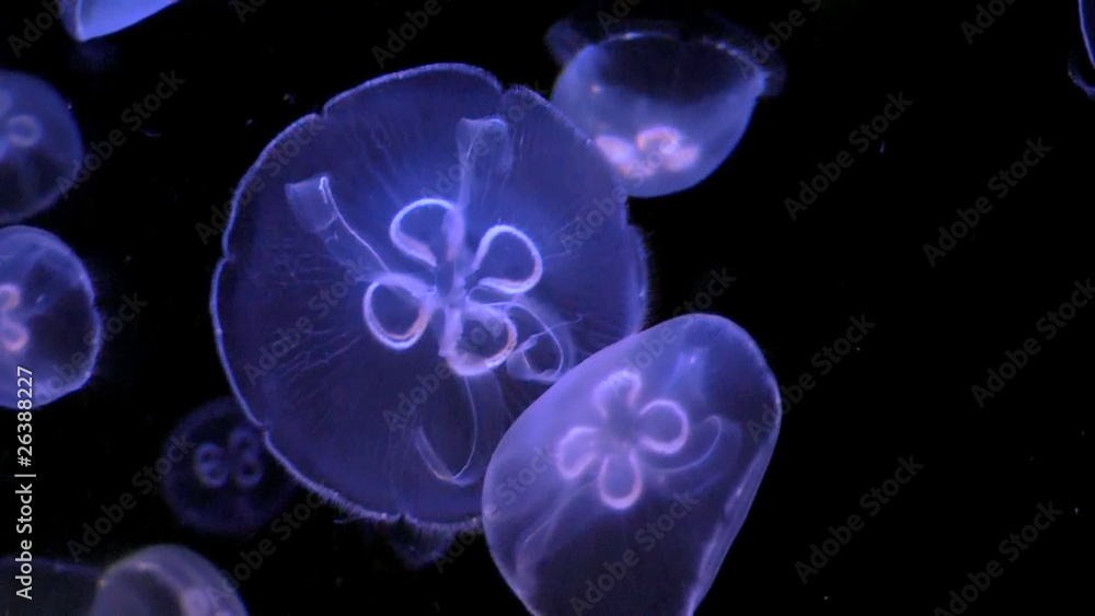 jellyfish jellyfish