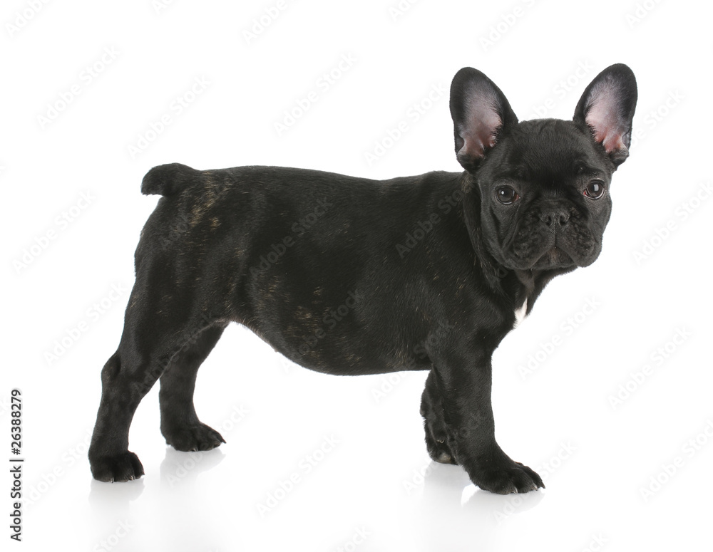 french bulldog standing